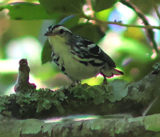 lesňáček černobílý - ML639589563