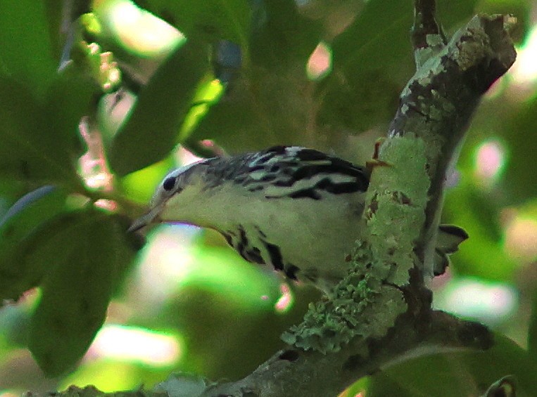 lesňáček černobílý - ML639589564