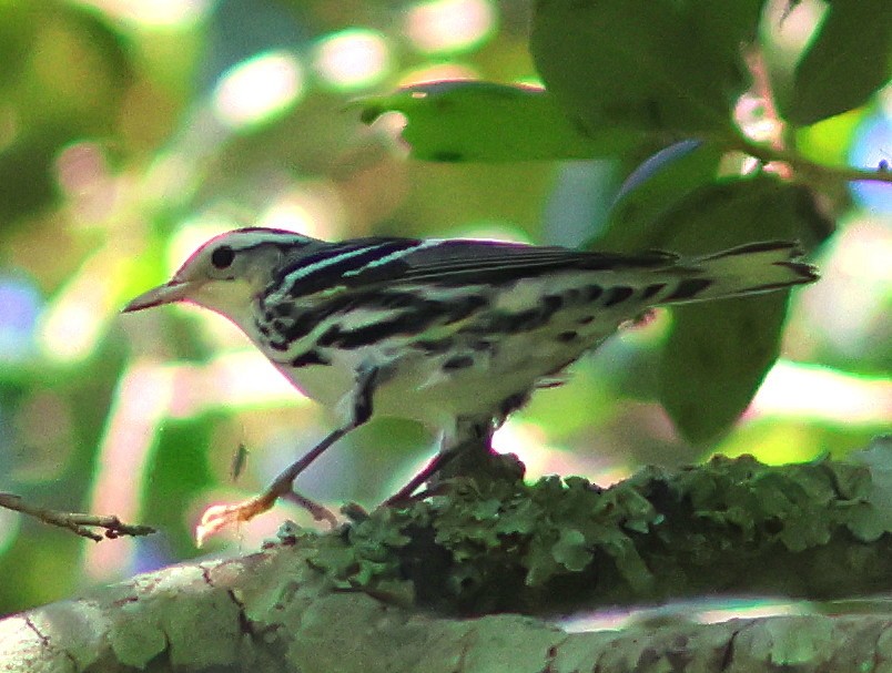 lesňáček černobílý - ML639589565