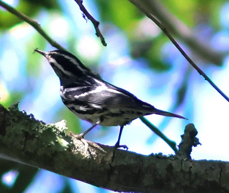 lesňáček černobílý - ML639589567