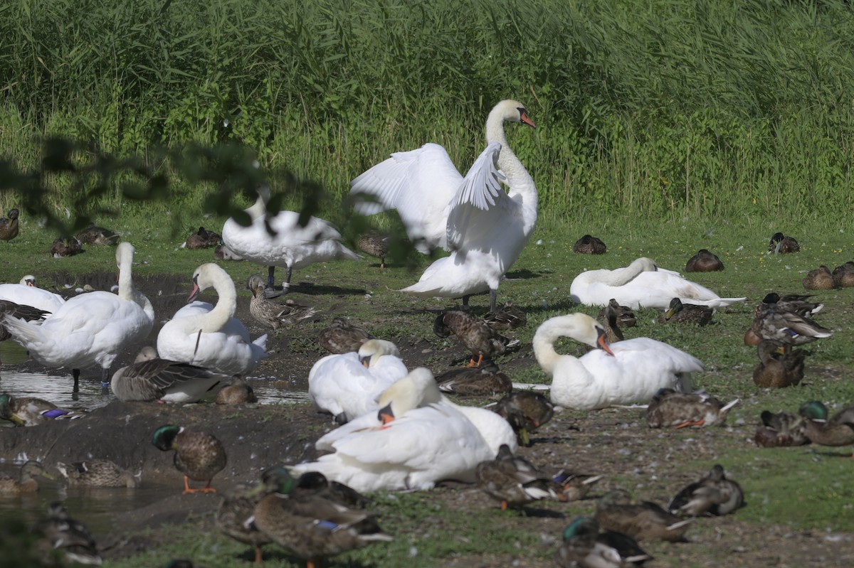 Mute Swan - ML639589602