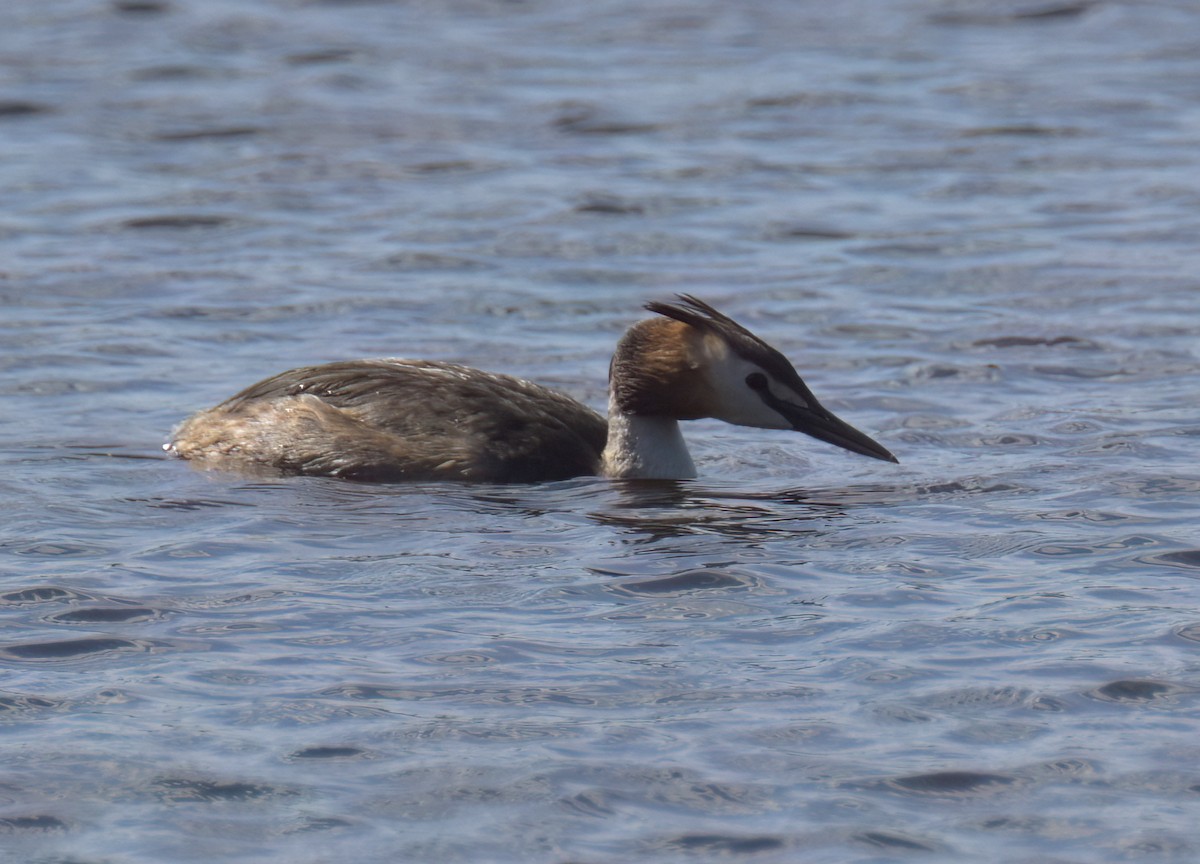 Great Crested Grebe - ML639589622
