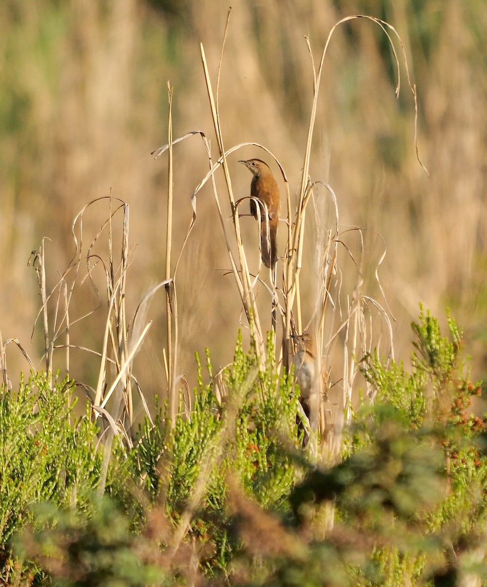 Fan-tailed Grassbird - ML639589741