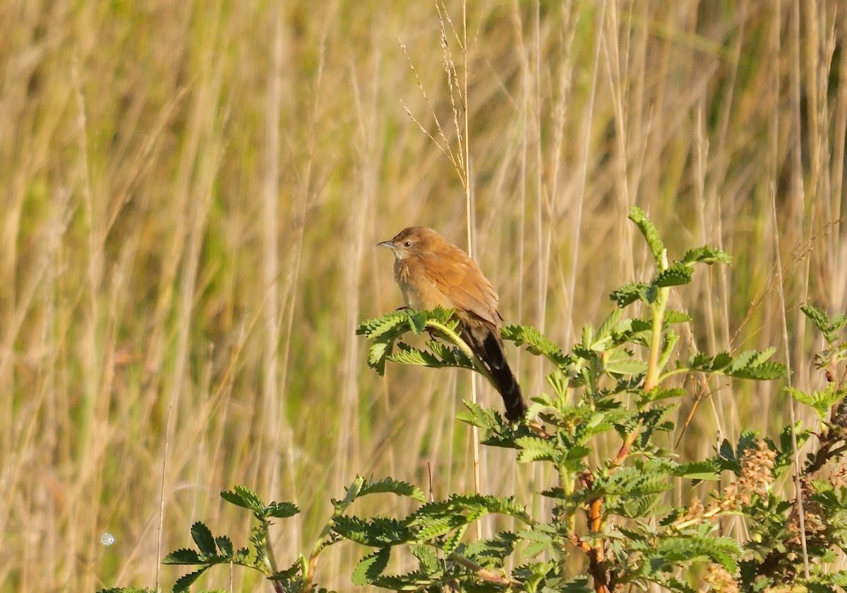 Fan-tailed Grassbird - ML639589742