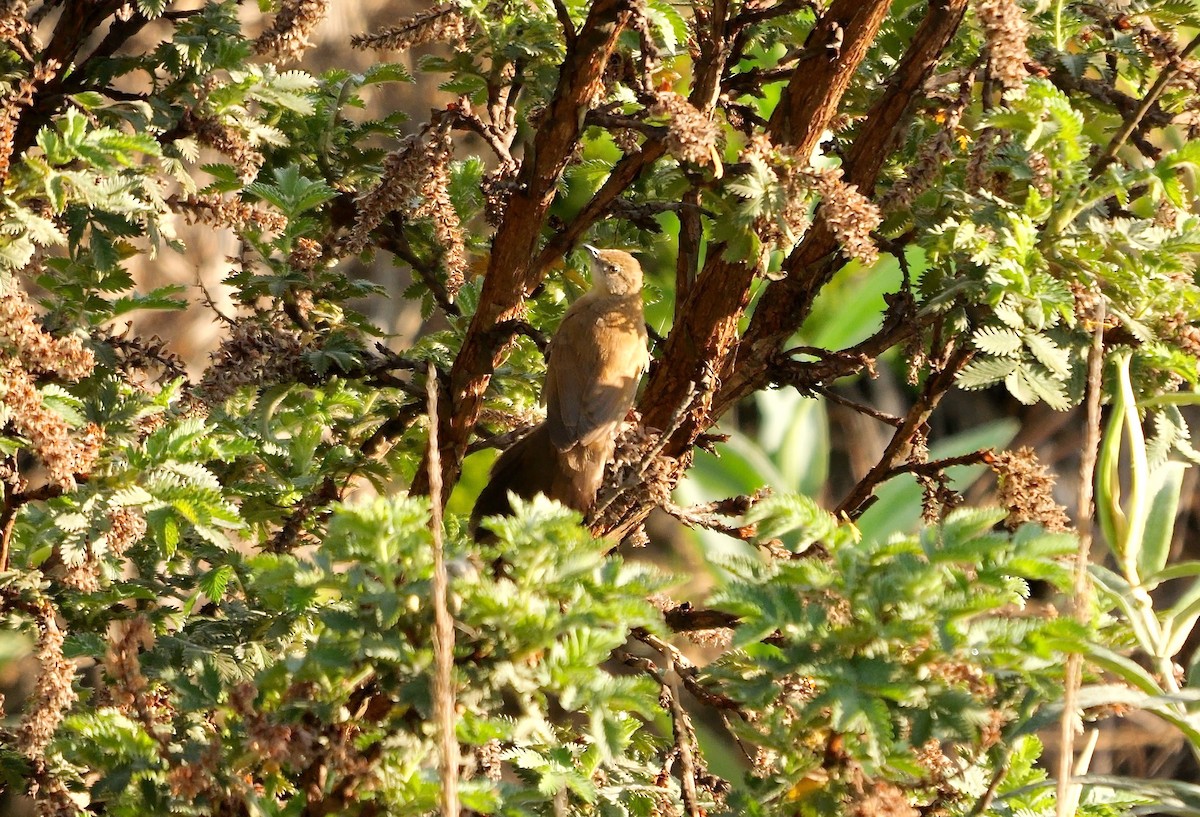 Fan-tailed Grassbird - ML639589748