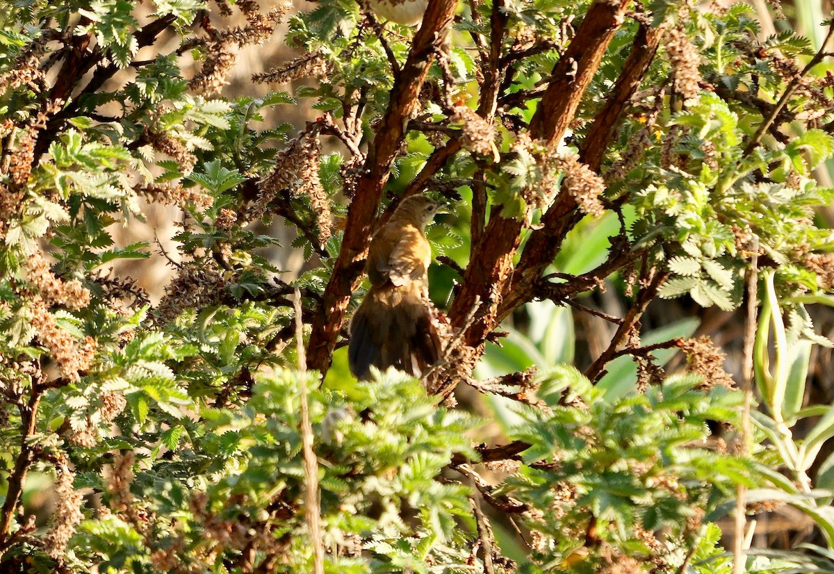 Fan-tailed Grassbird - ML639589749