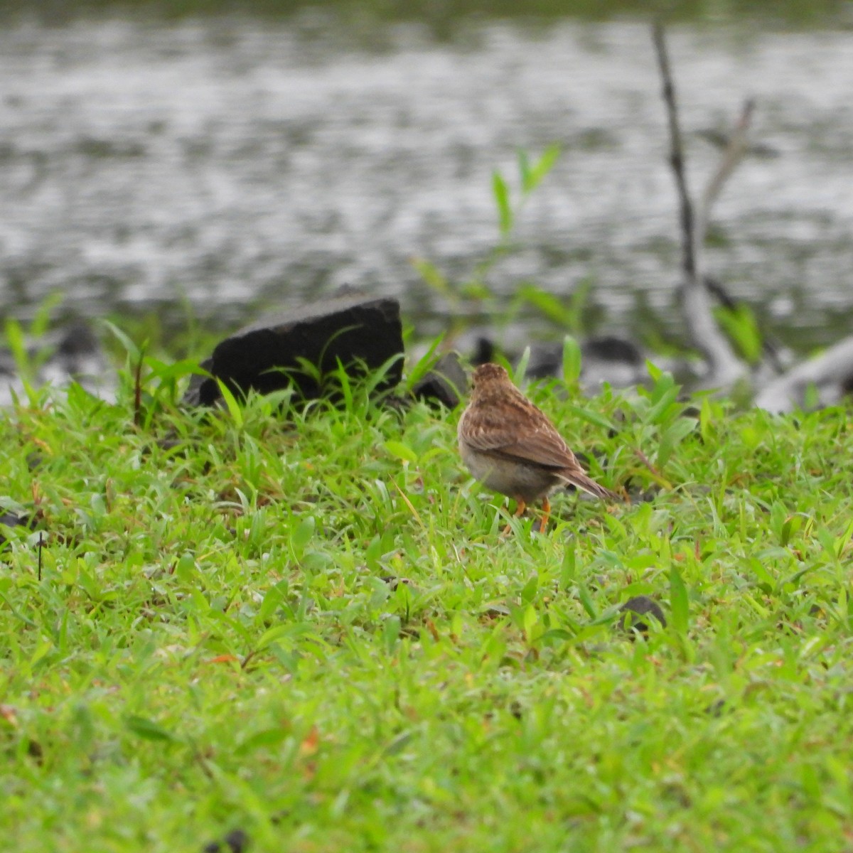 Paddyfield Pipit - ML639589780