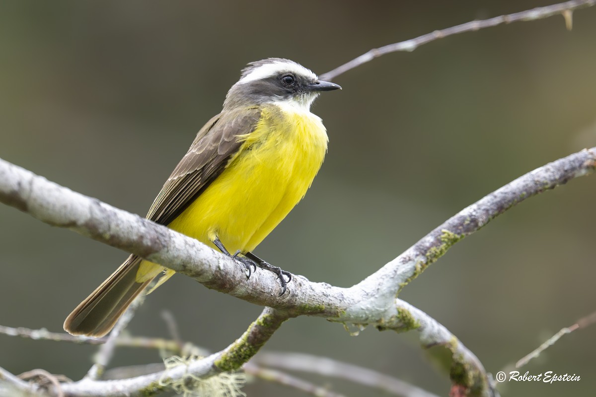 Social Flycatcher - ML639589784