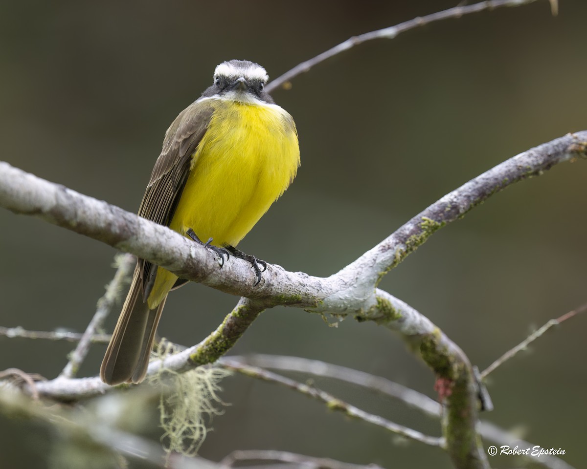Social Flycatcher - ML639589785