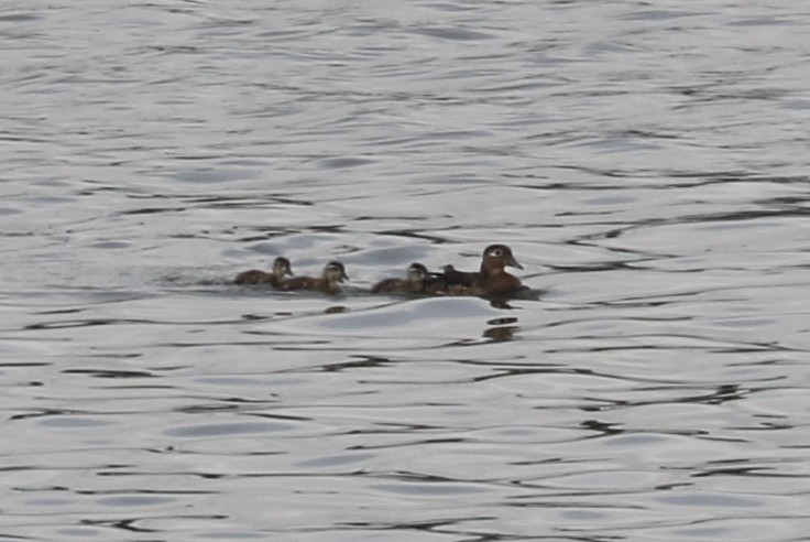 Wood Duck - ML639589788