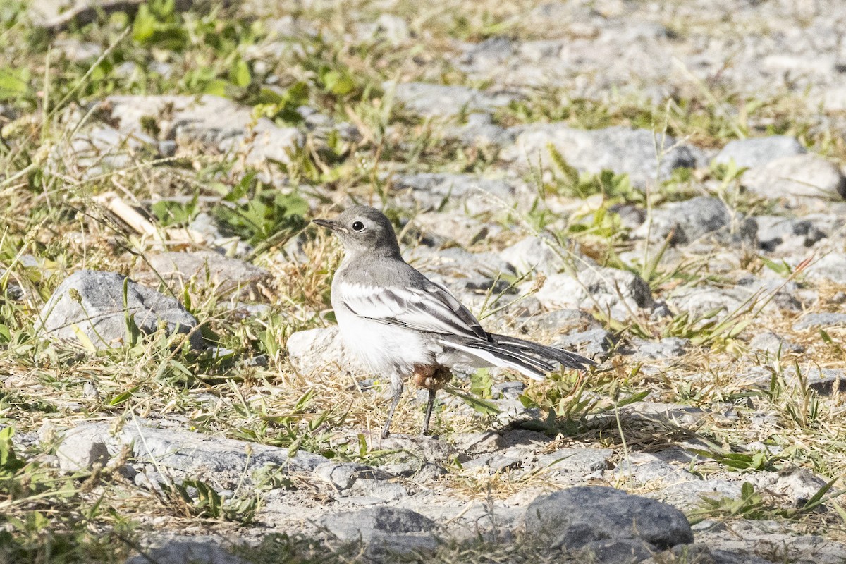 White Wagtail - ML639589820