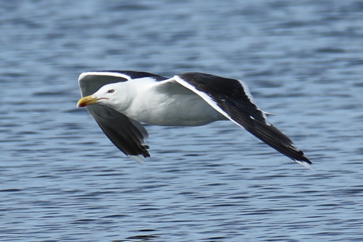 Great Black-backed Gull - ML639590036