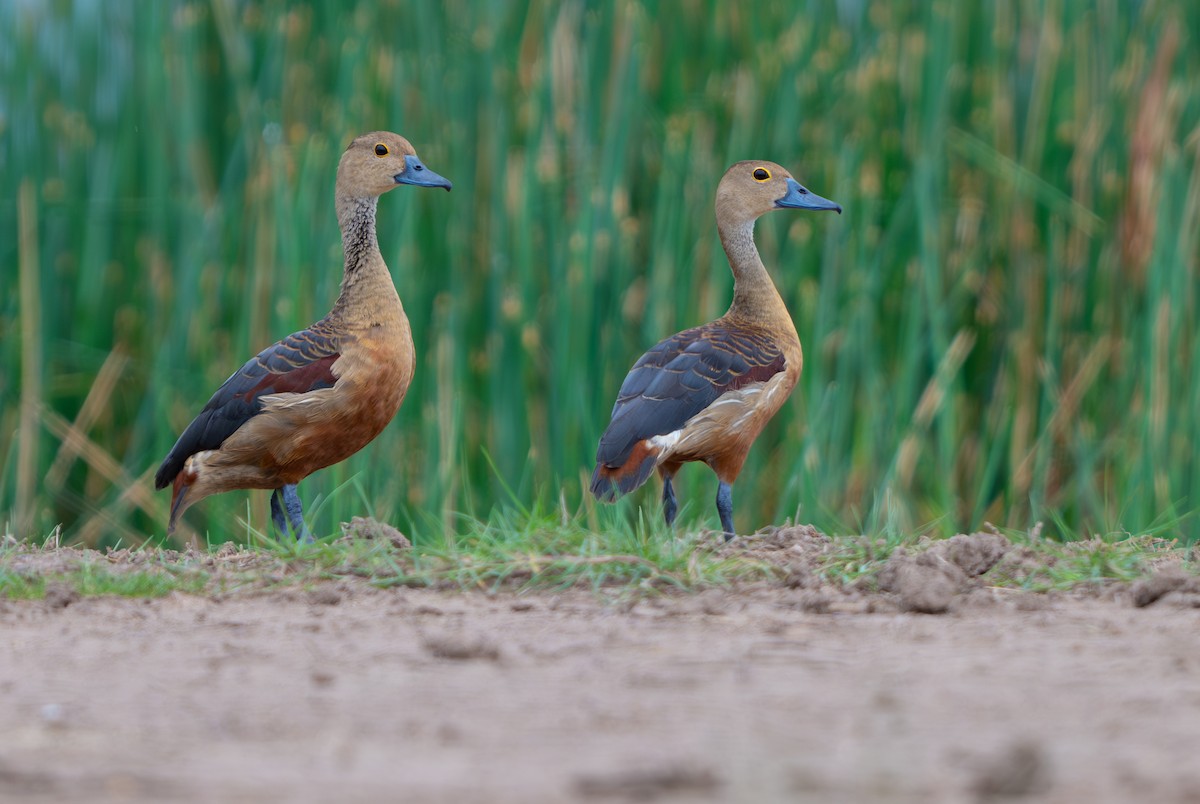 Lesser Whistling-Duck - ML639590062
