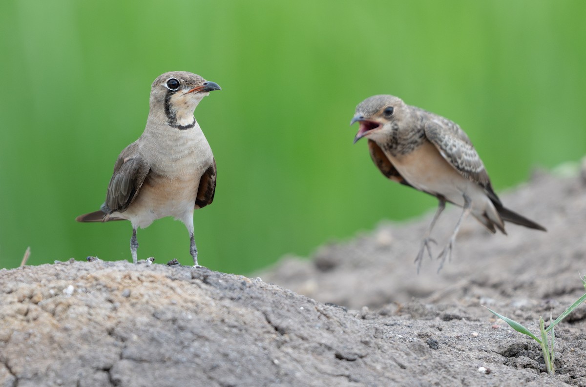 Oriental Pratincole - ML639590075