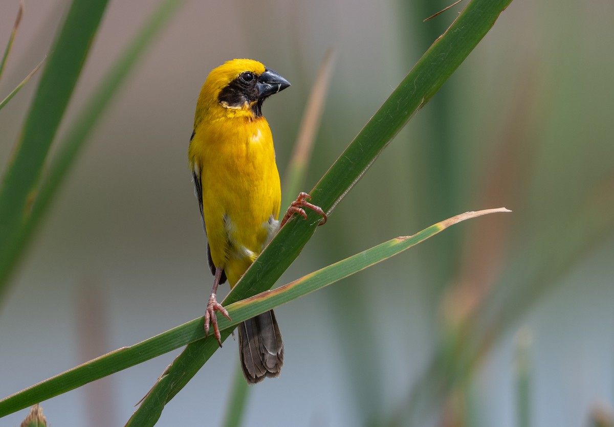 Asian Golden Weaver - ML639590091