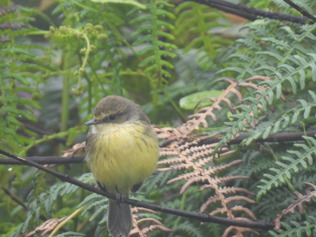 Brujo Flycatcher (Galapagos) - ML639590107
