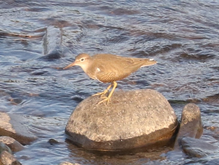 Spotted Sandpiper - ML639590170