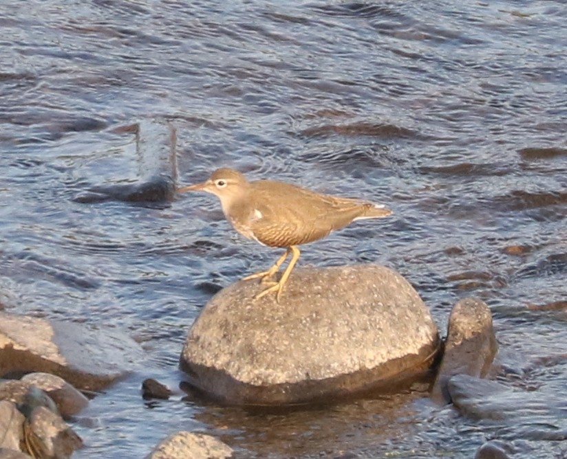 Spotted Sandpiper - ML639590171