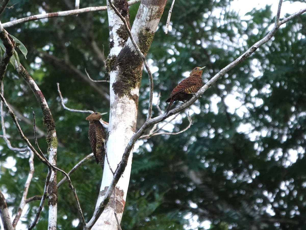 Waved Woodpecker (Waved) - ML639590213