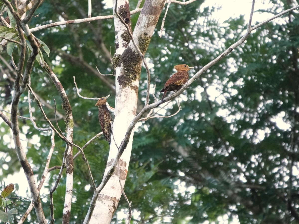 Waved Woodpecker (Waved) - ML639590214