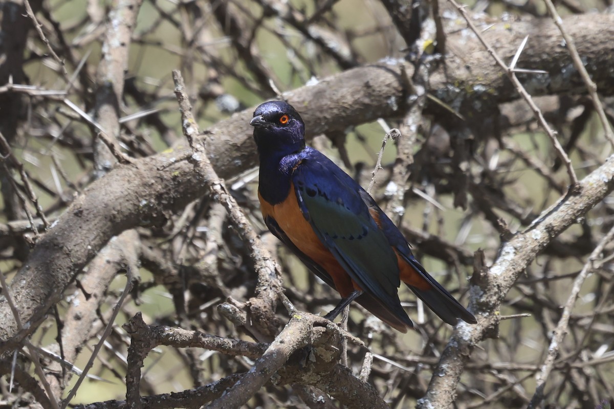 Hildebrandt's Starling - ML639590220
