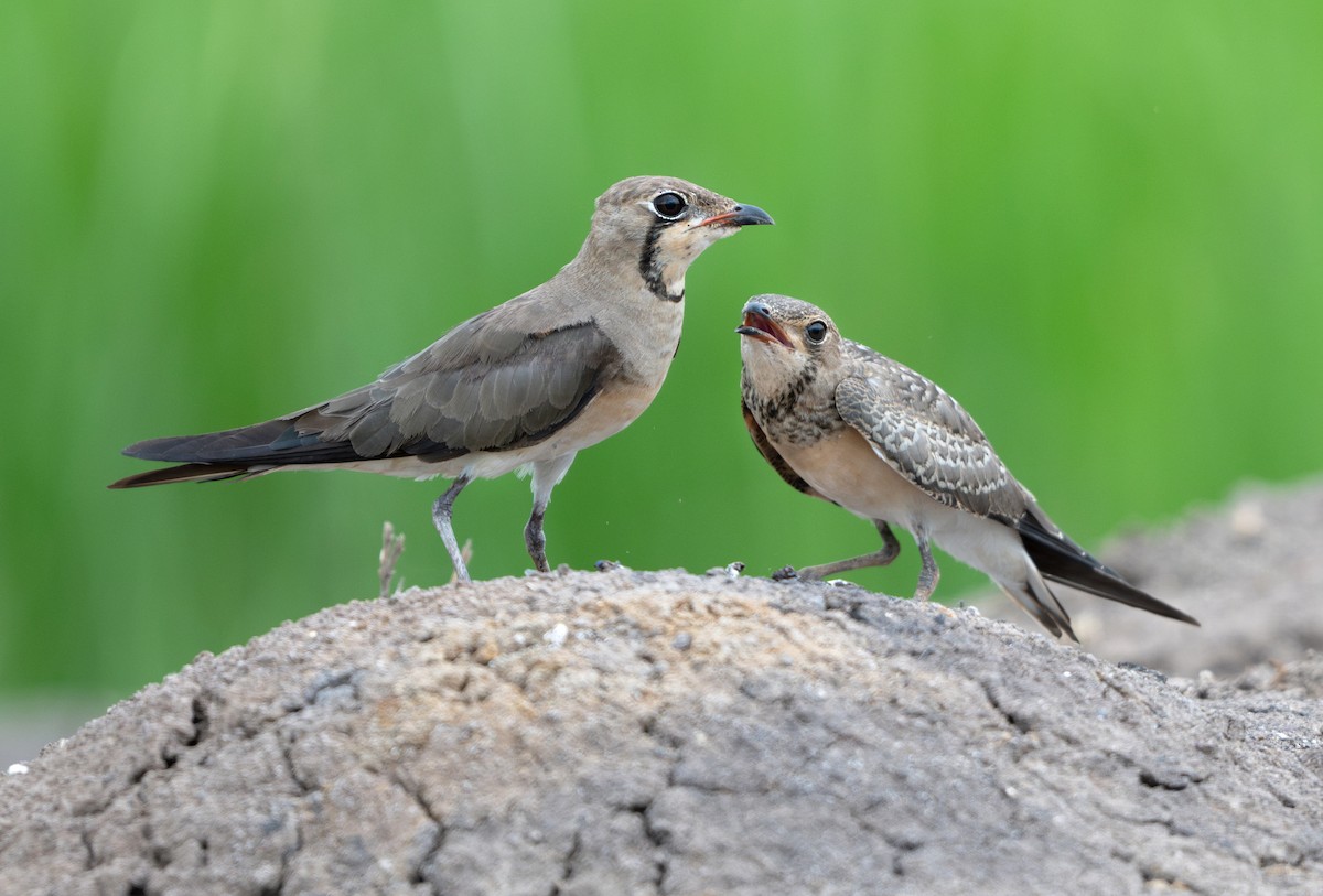 Oriental Pratincole - ML639590260