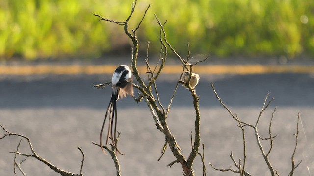 Pin-tailed Whydah - ML639590269