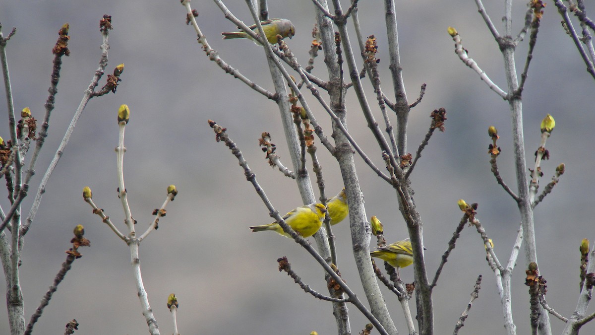 Citril Finch - ML639590401