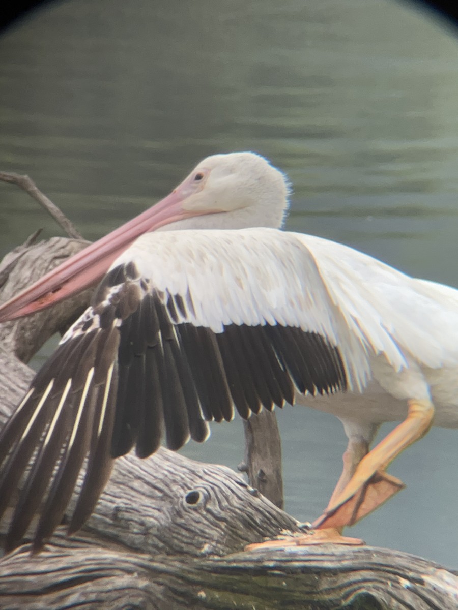 American White Pelican - ML639590445