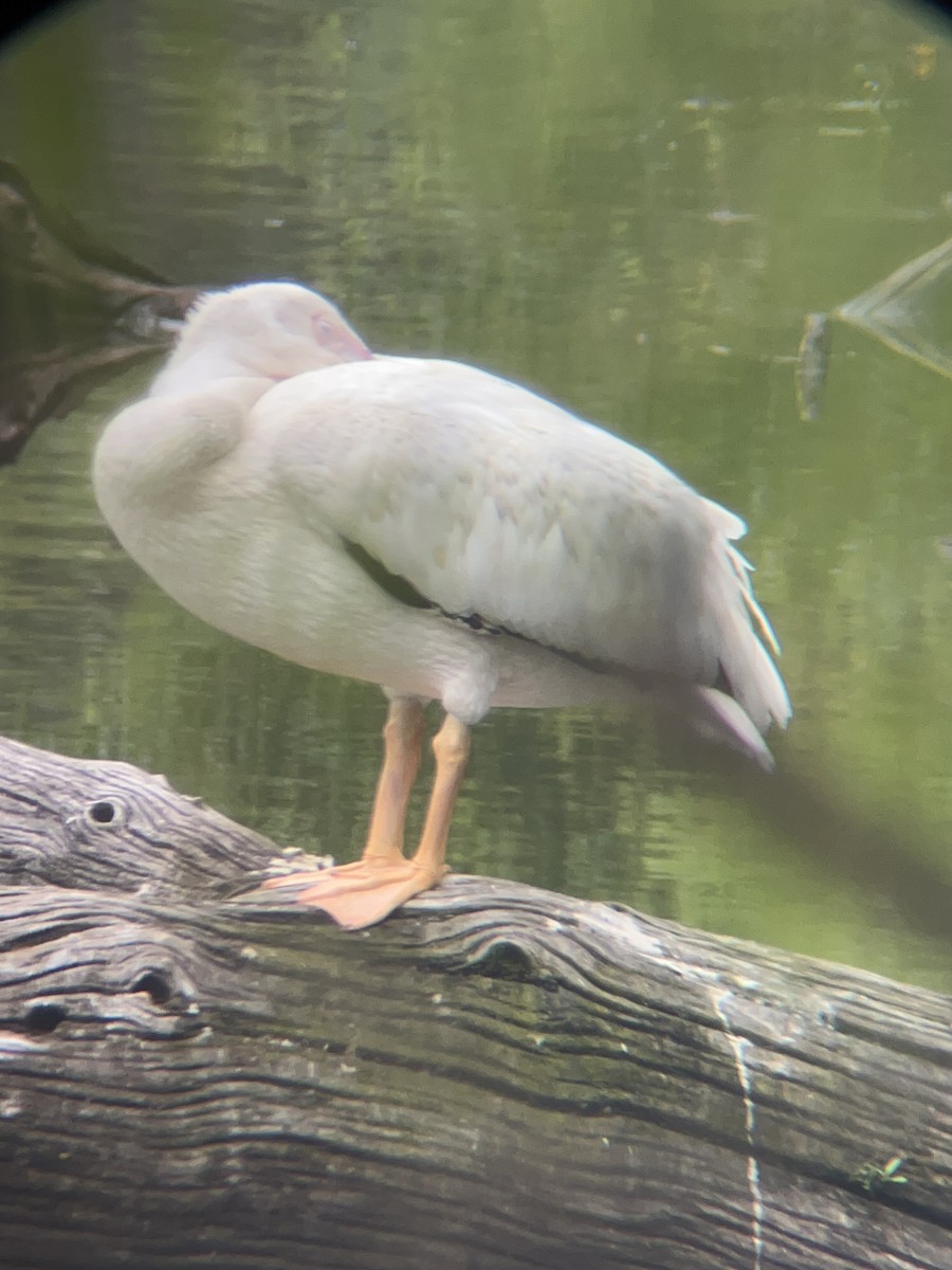 American White Pelican - ML639590446