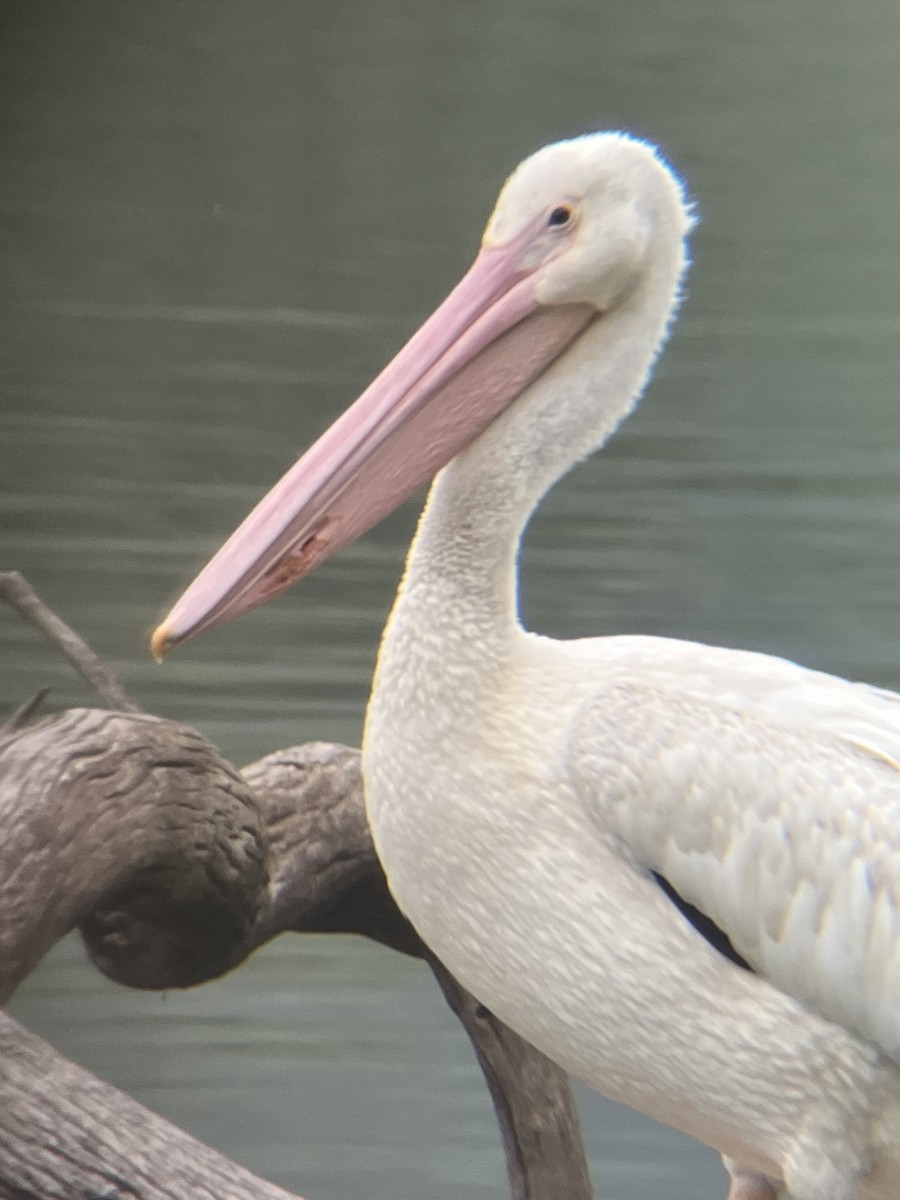 American White Pelican - ML639590447
