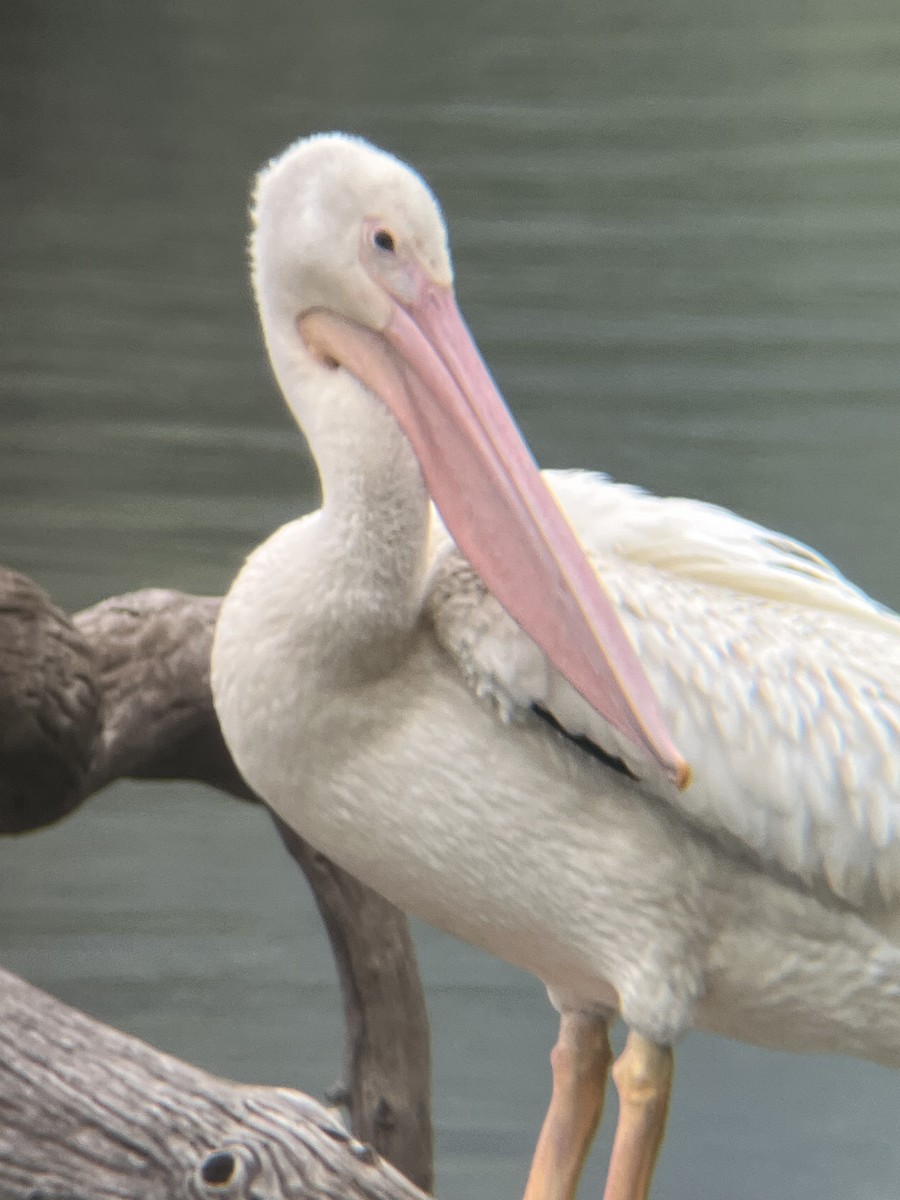 American White Pelican - ML639590448