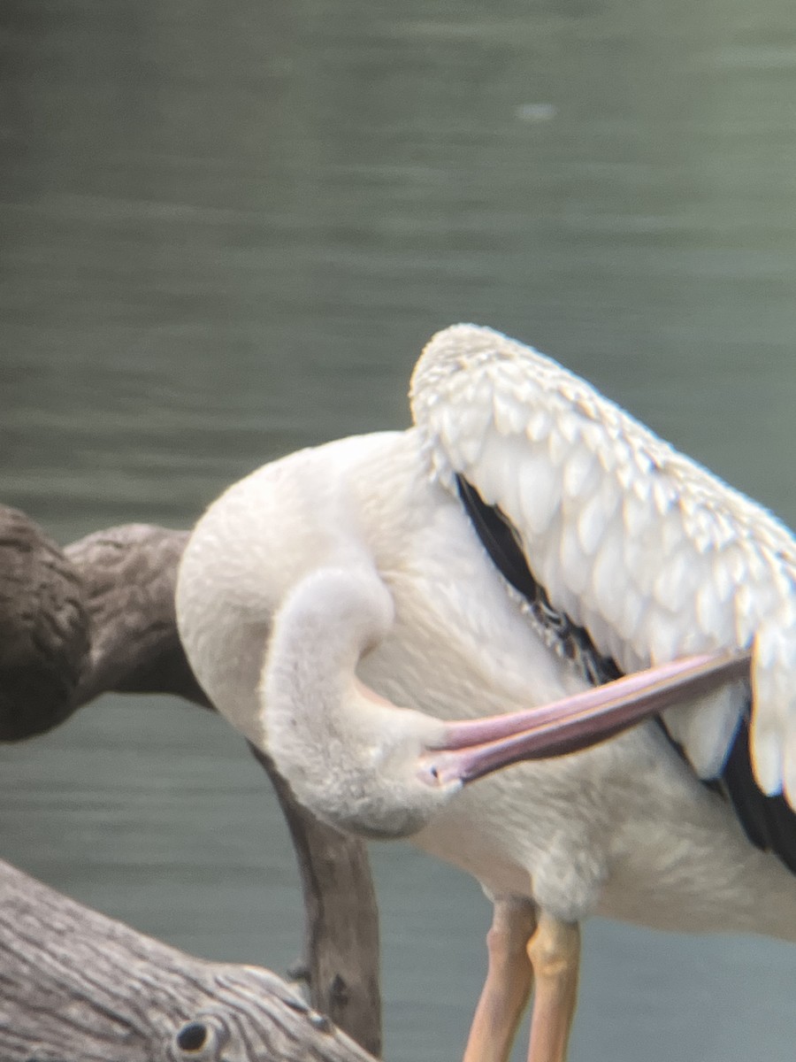 American White Pelican - ML639590449