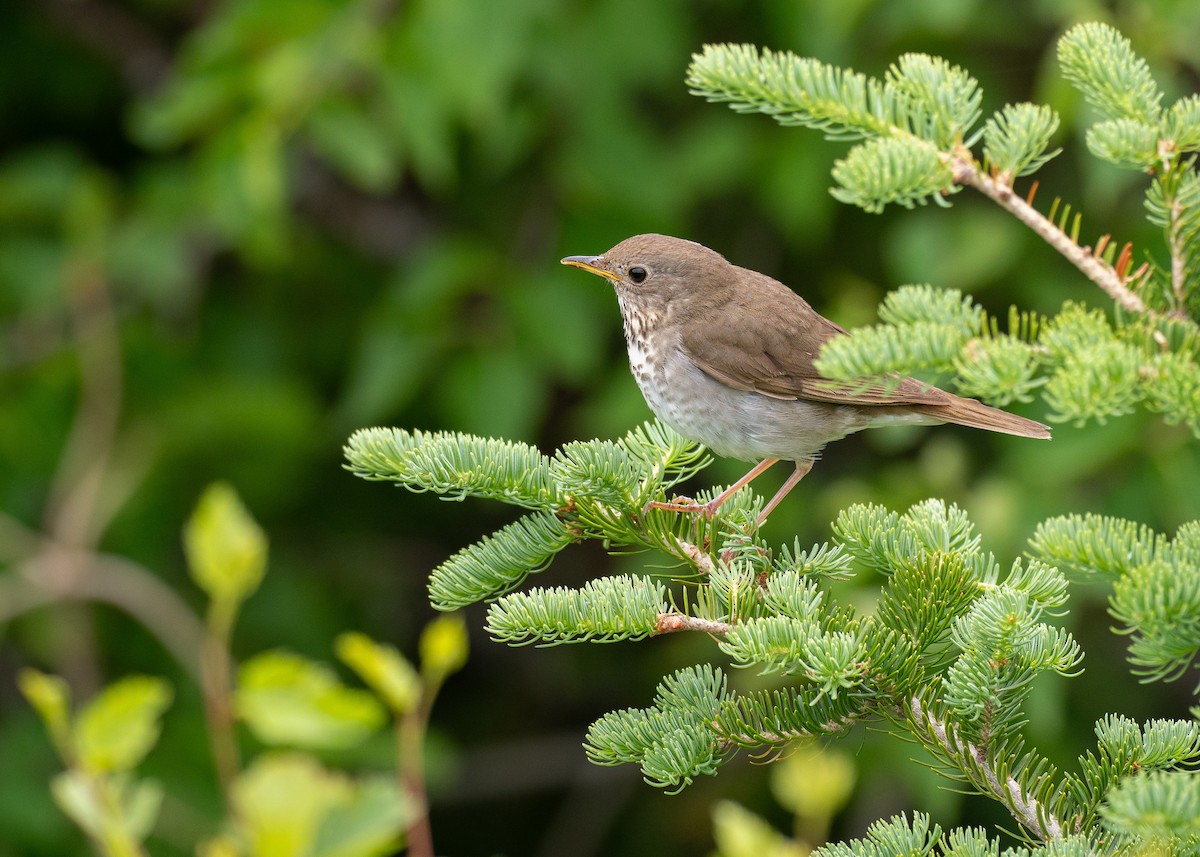 Bicknell's Thrush - ML639590482