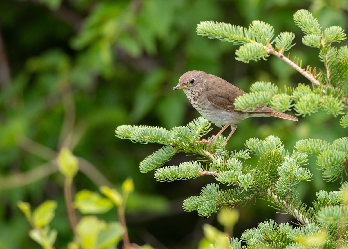 Bicknell's Thrush - ML639590483