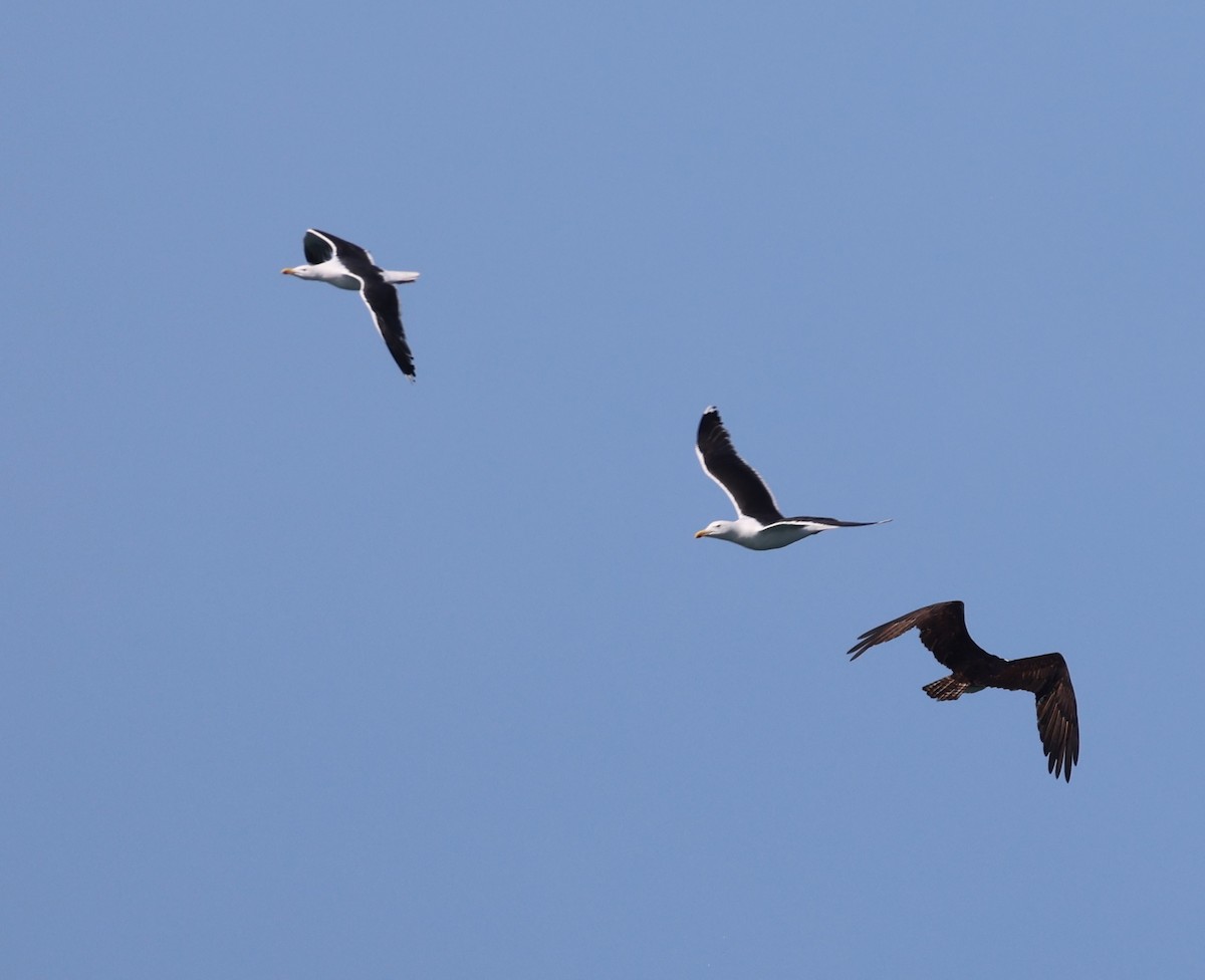 Great Black-backed Gull - ML639590521