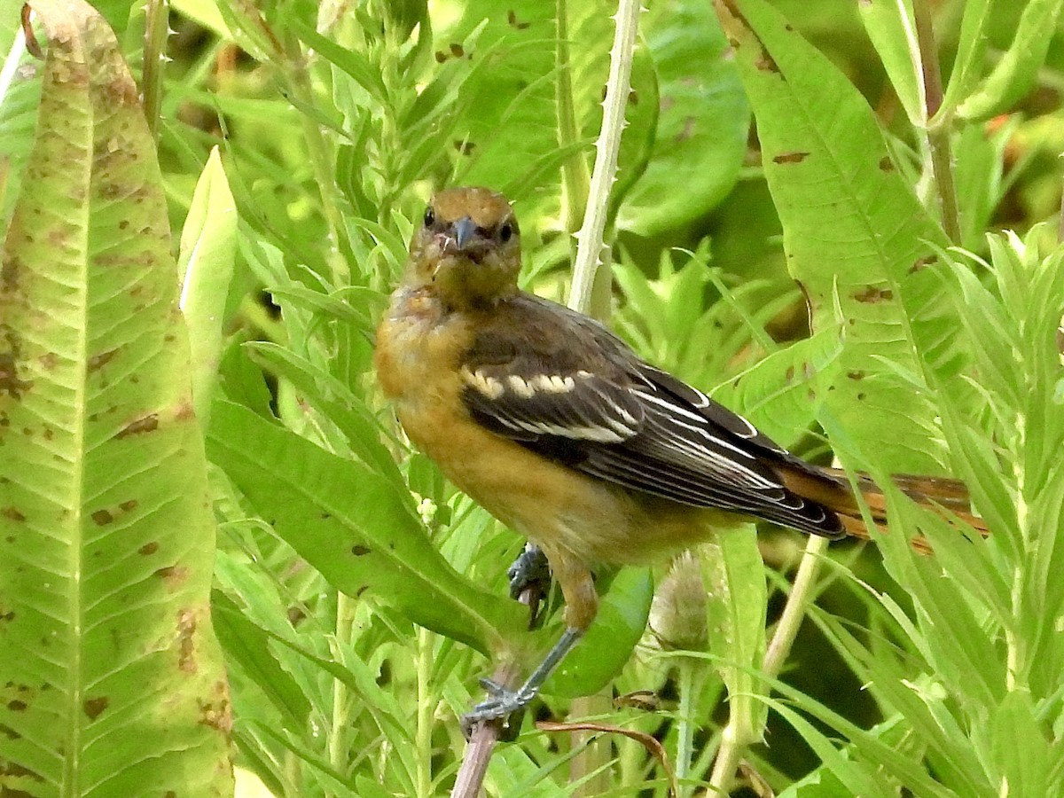 Baltimore Oriole - ML639590539