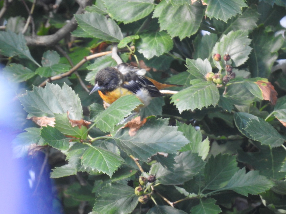 Baltimore Oriole - ML639590578