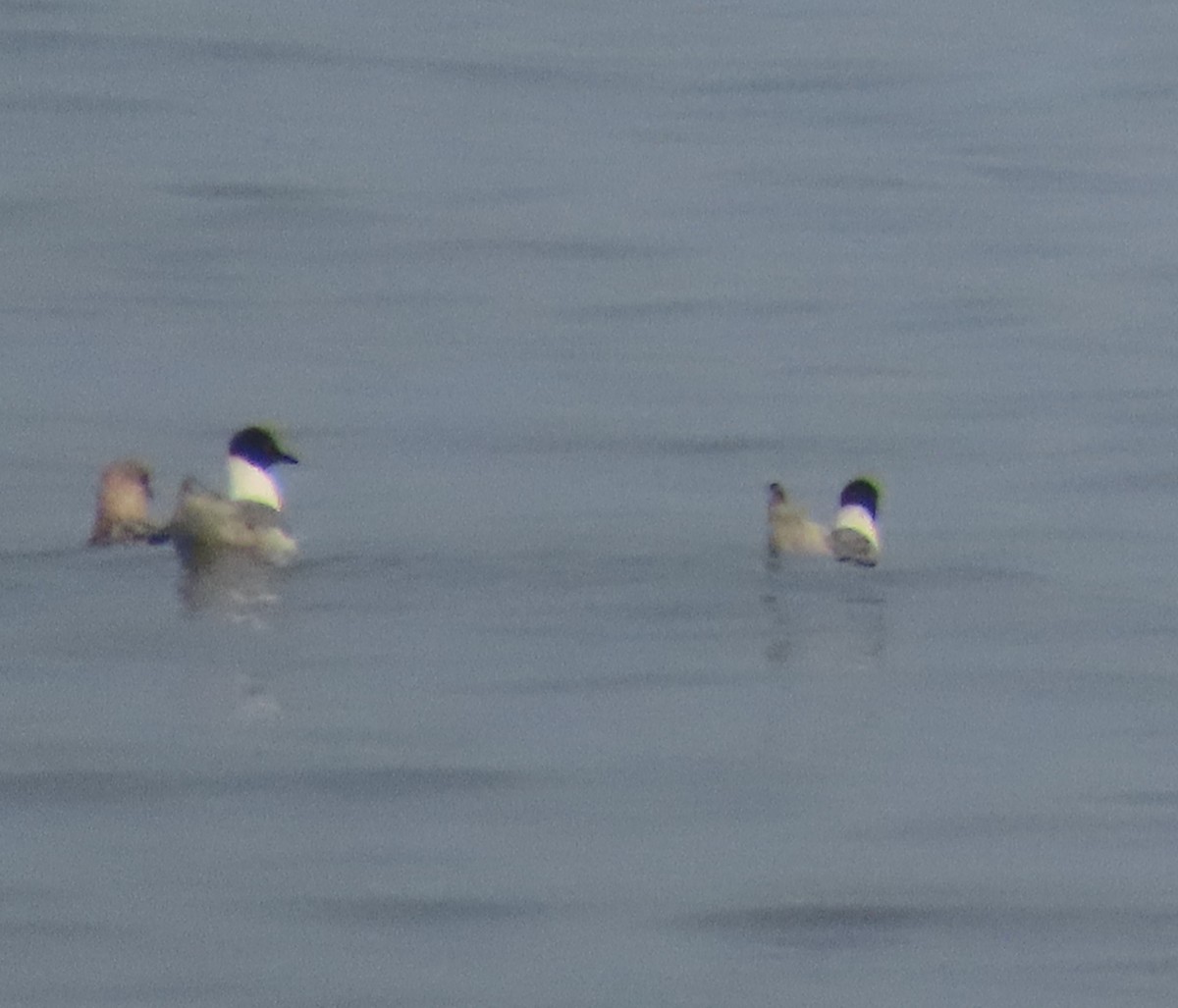 Gaviota de Bonaparte - ML639590664