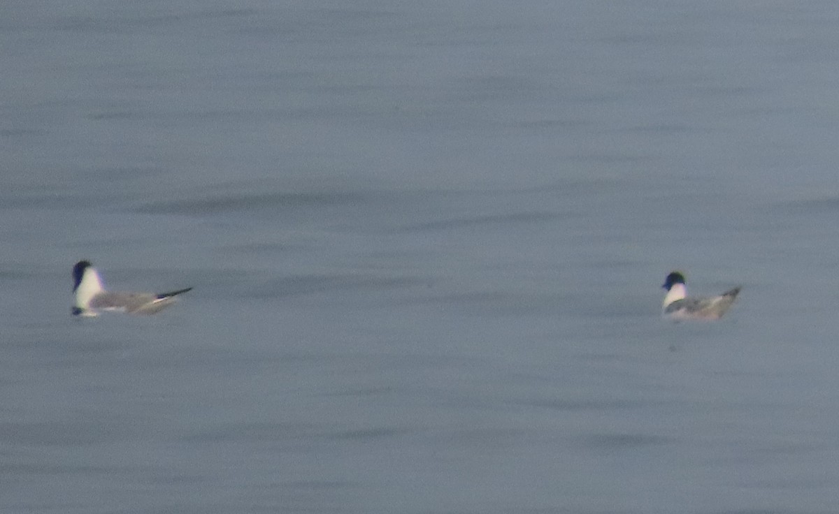 Gaviota de Bonaparte - ML639590665