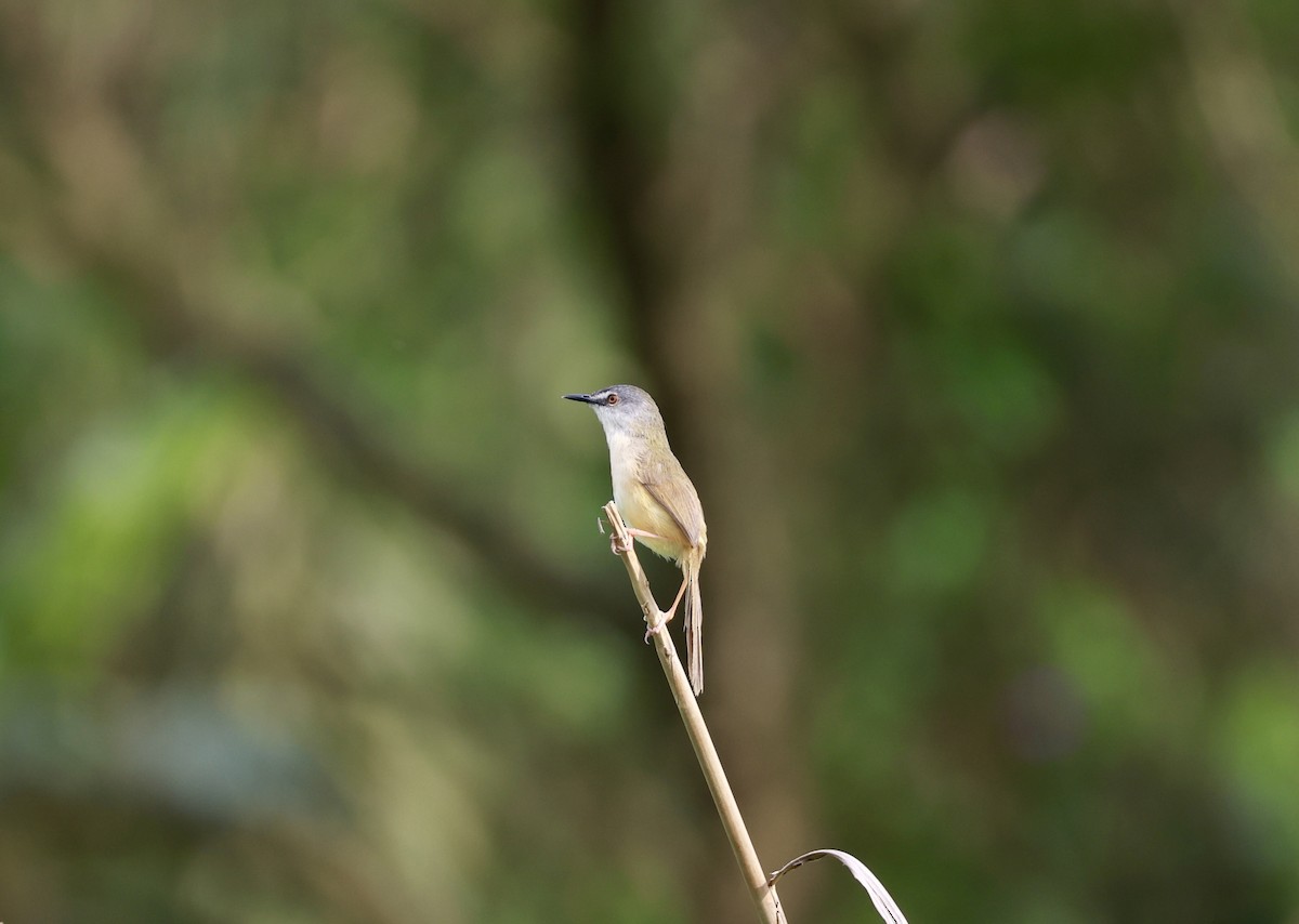 Yellow-bellied Prinia - ML639590706