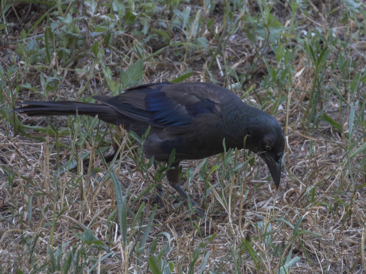 Common Grackle - ML639590890