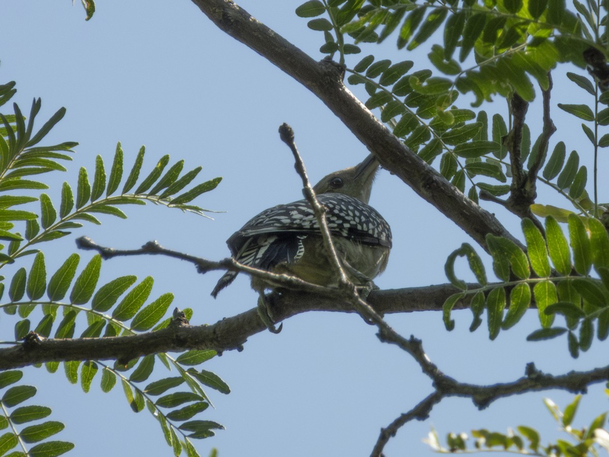 Red-bellied Woodpecker - ML639590893