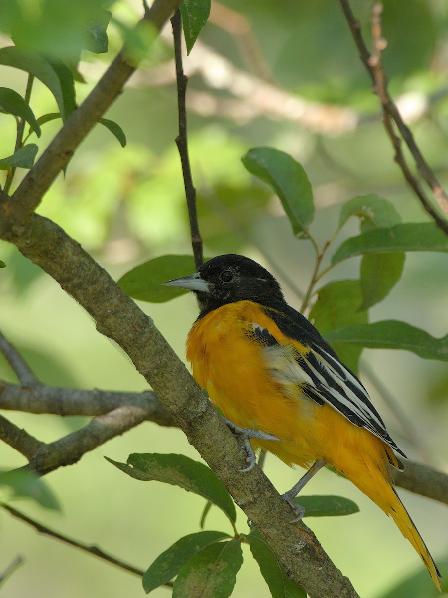 Baltimore Oriole - ML639591236