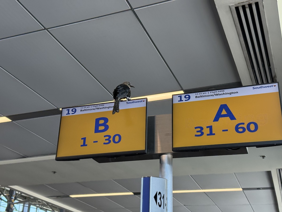 Great-tailed Grackle - ML639591262