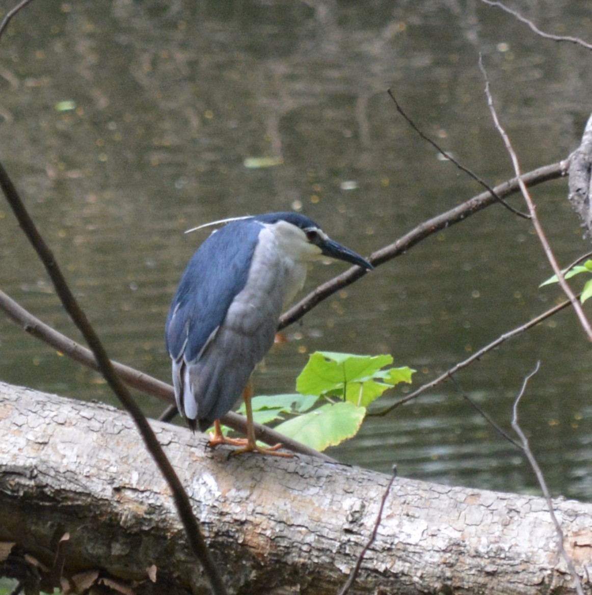 Black-crowned Night Heron - ML639591312