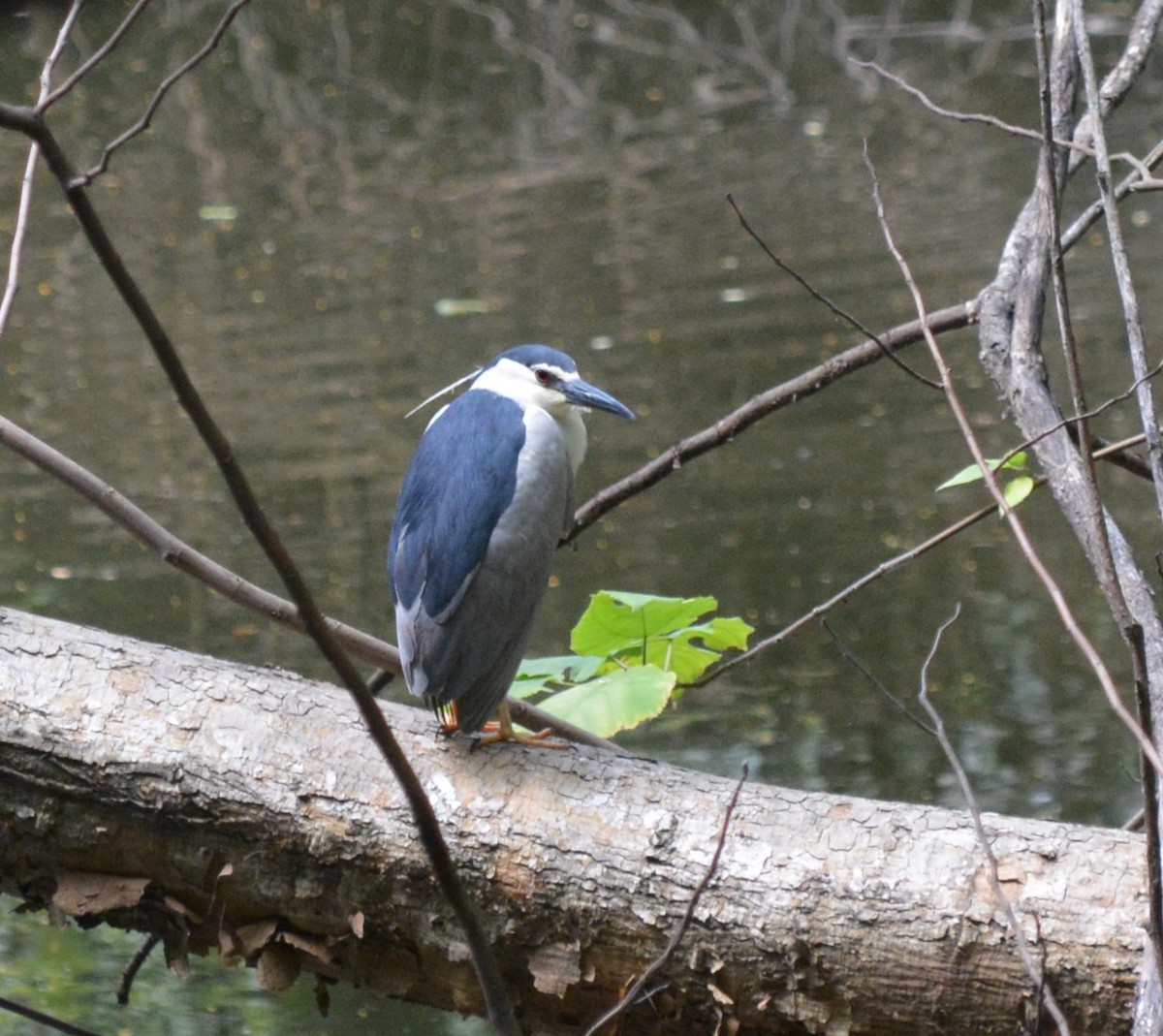 Black-crowned Night Heron - ML639591313