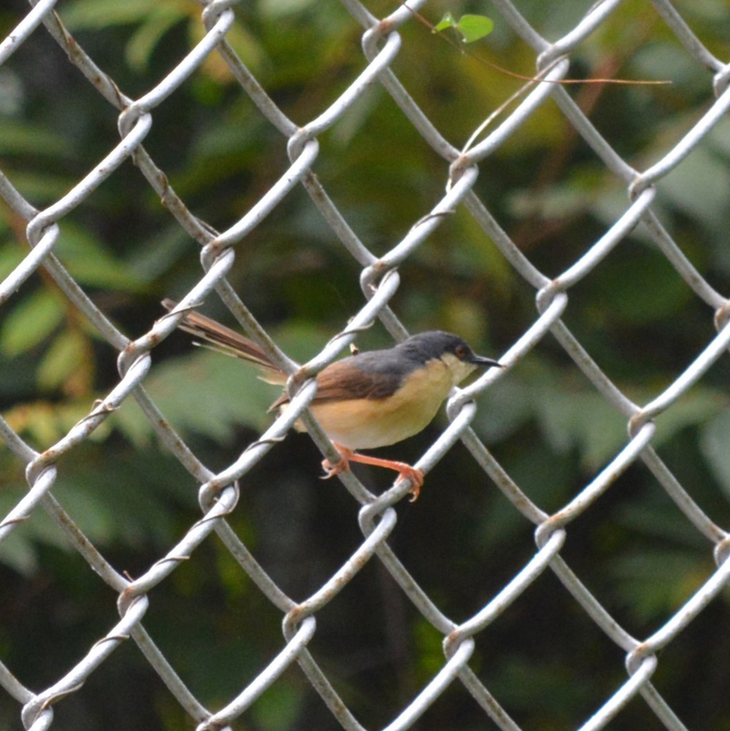 Ashy Prinia - ML639591348