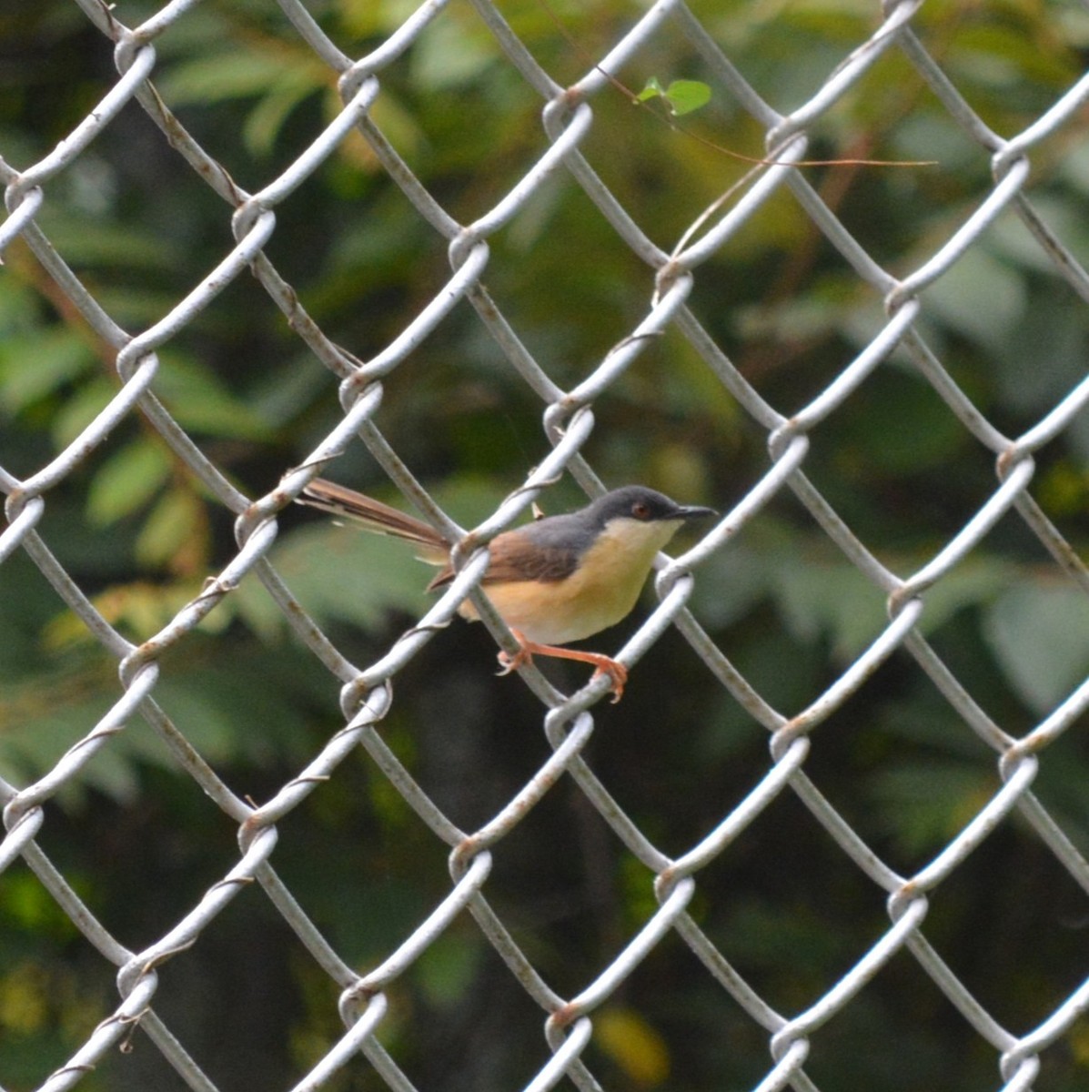 Ashy Prinia - ML639591349