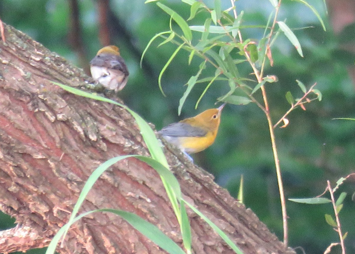 Prothonotary Warbler - ML639591409